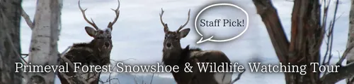 Primeval Forest Snowshoe & Wildlife Watching Tour