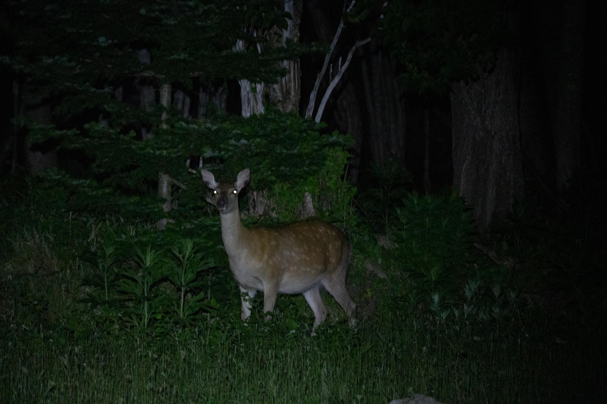 Night_Deer