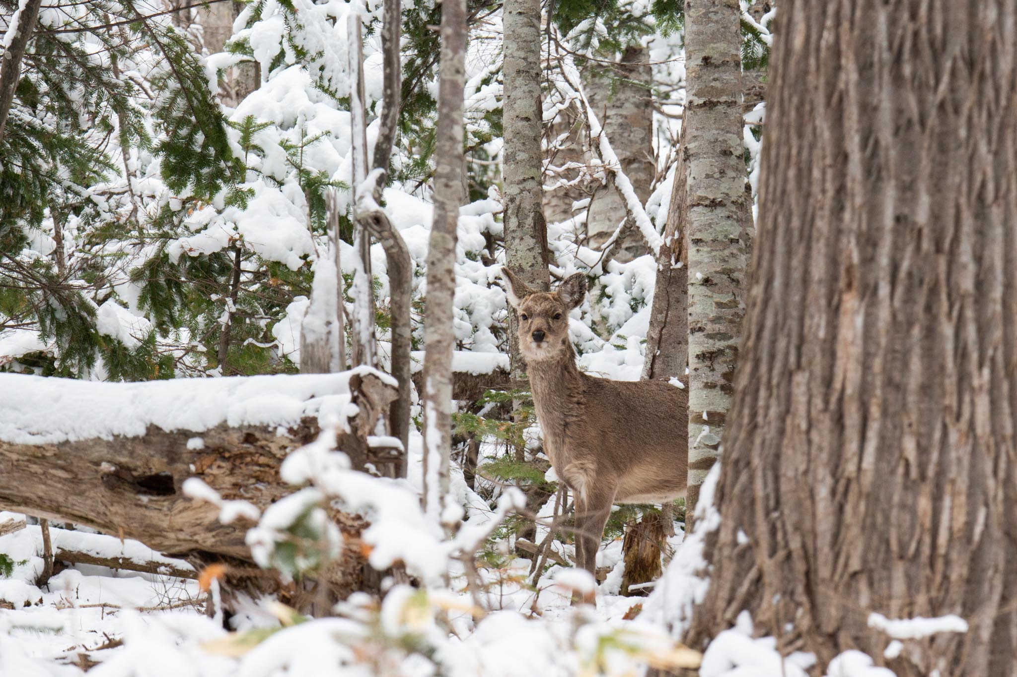 Winter_Deer